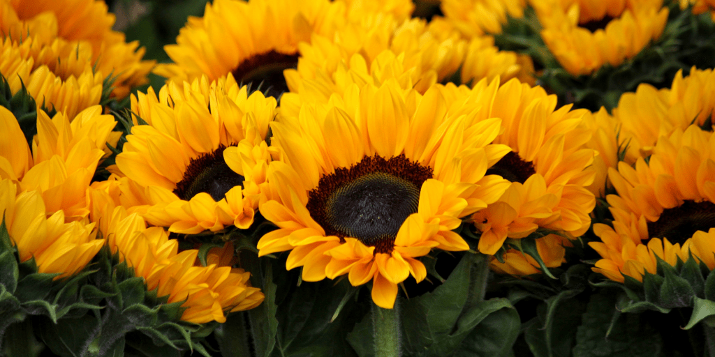 POEM| Still I&nbsp;Try