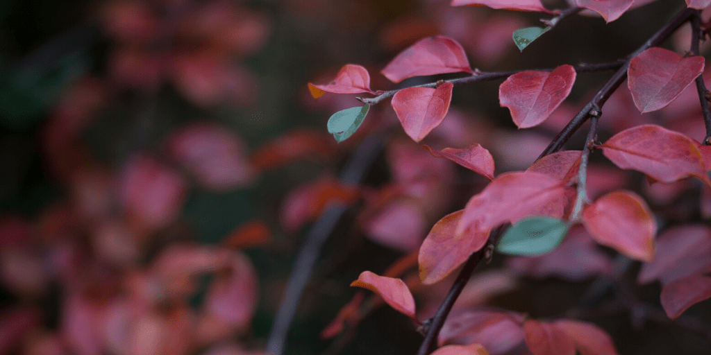 POEM|  ​I Shed A&nbsp;Tear