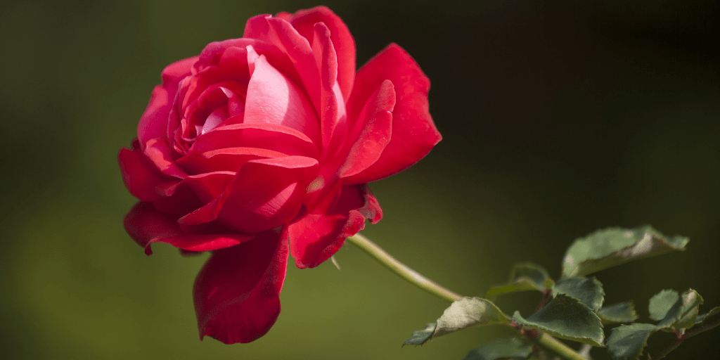 POEM| Will You&nbsp;Stay?