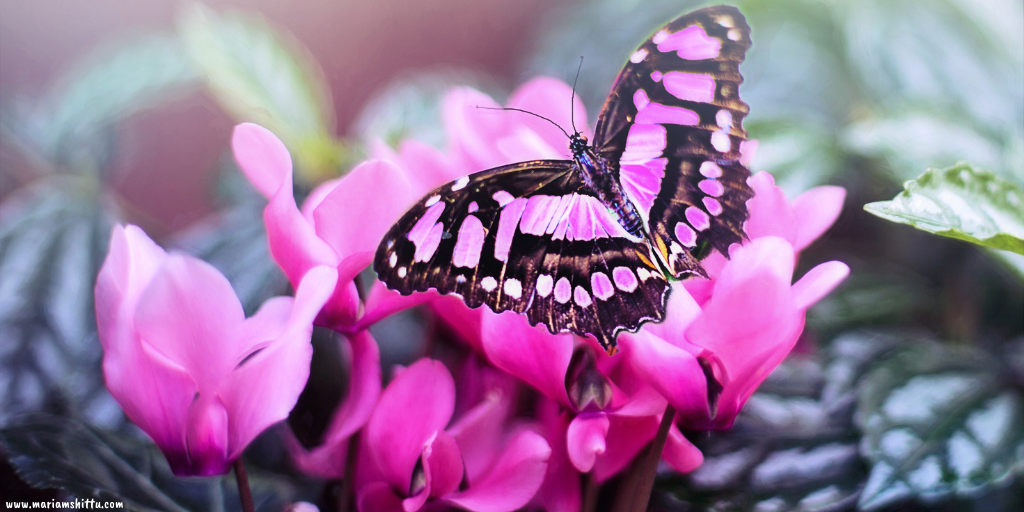 POEM| Be a Butterfly
