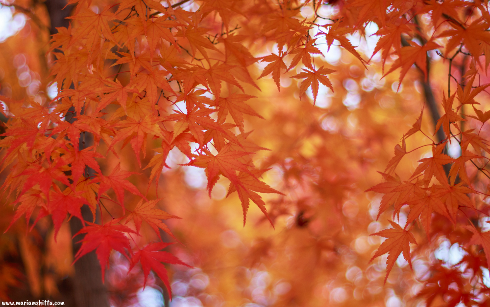 My October 2023&nbsp;Feelings