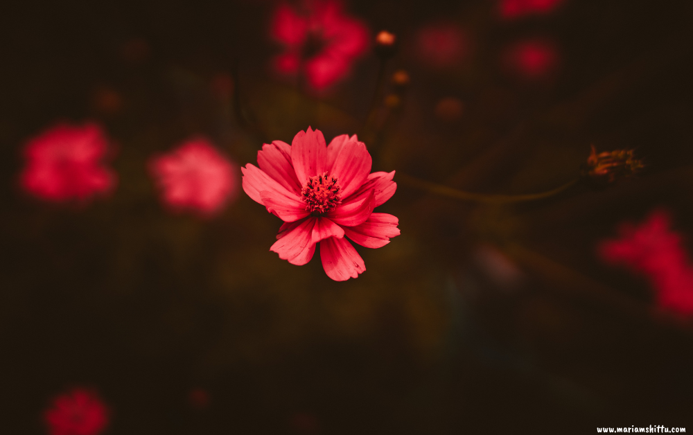 You Will Never Heal, If You Keep Pretending