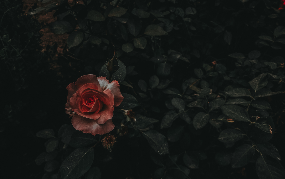 Fading In Your Presence