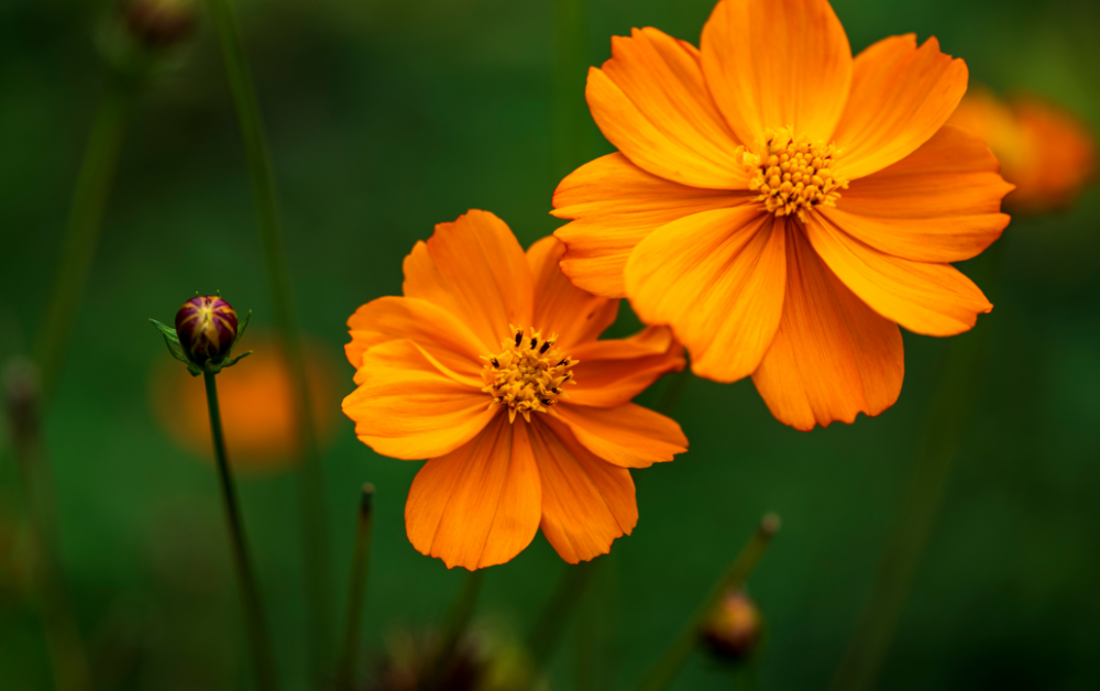 Celebrating The Late Bloomers